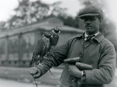 Twee gehoede valken zittend op de arm van hun valkenier in London Zoo, juni 1923 door Frederick William Bond